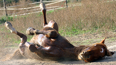 NAMAC_3931.JPG